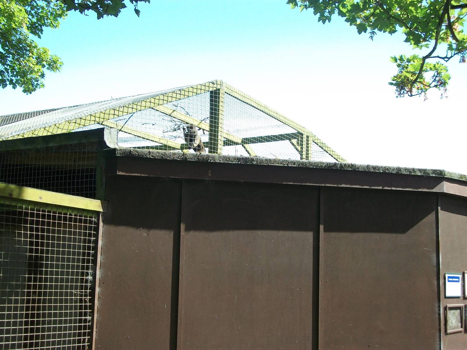 Rear of Capuchin exhibit, 21st June 2014