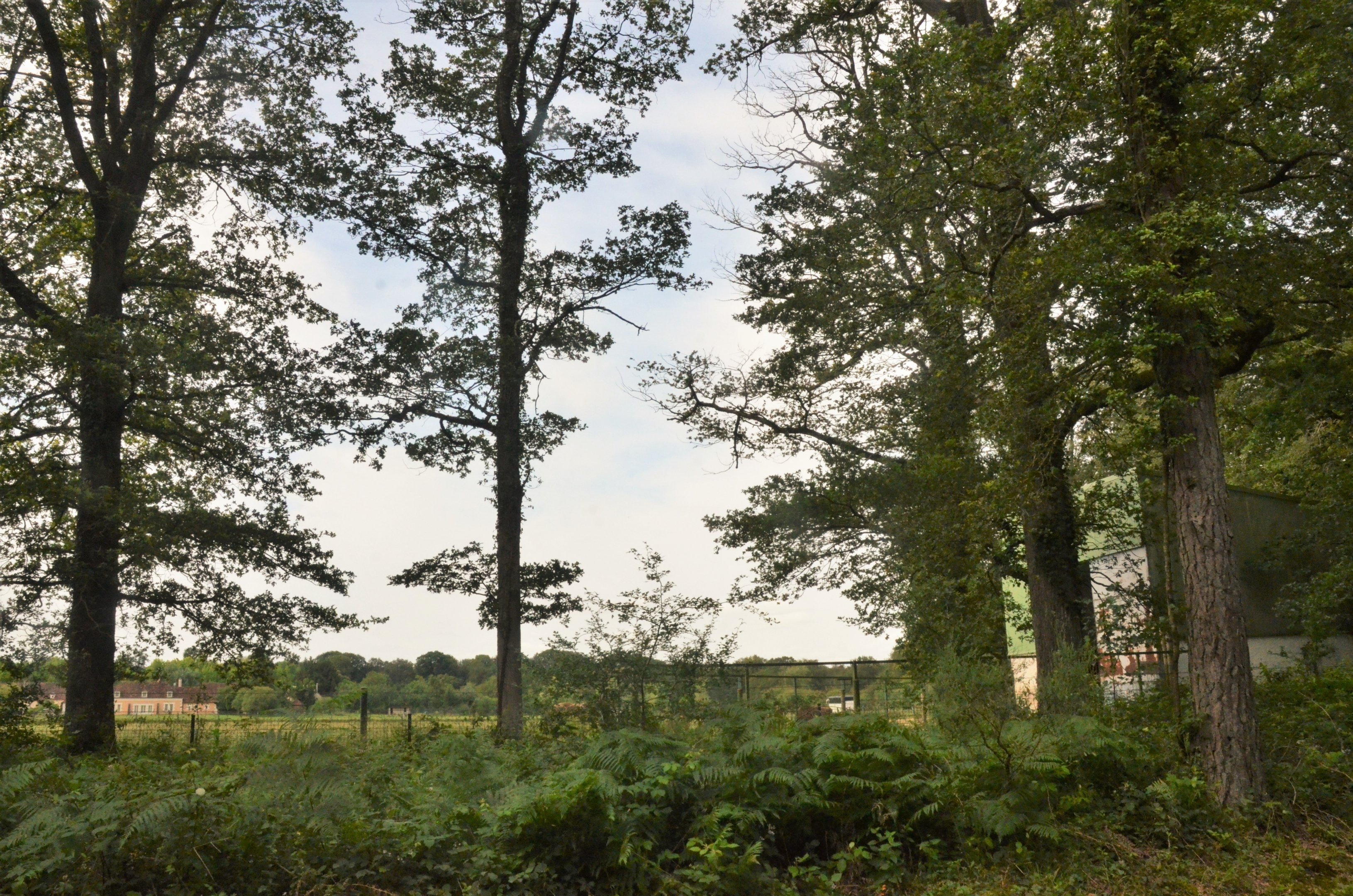 Rear of European Bison Enclosure at Haute-Touche, 14/06/18