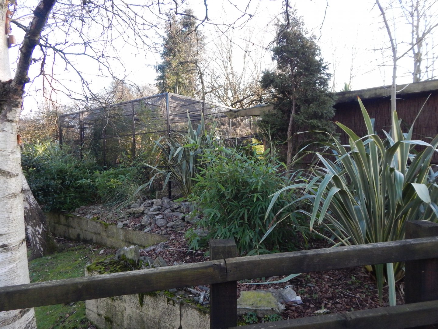 Rear of Golden lion tamarin/Pygmy marmoset enclosure 260124