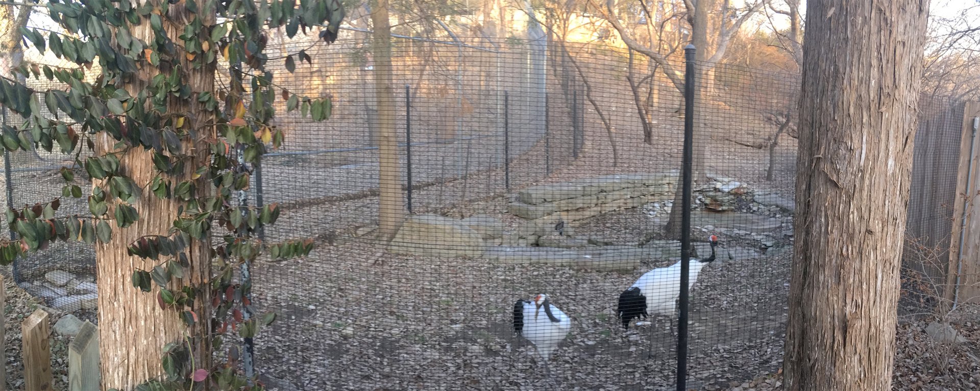 Rear of Red Crowned Crane Exhibit