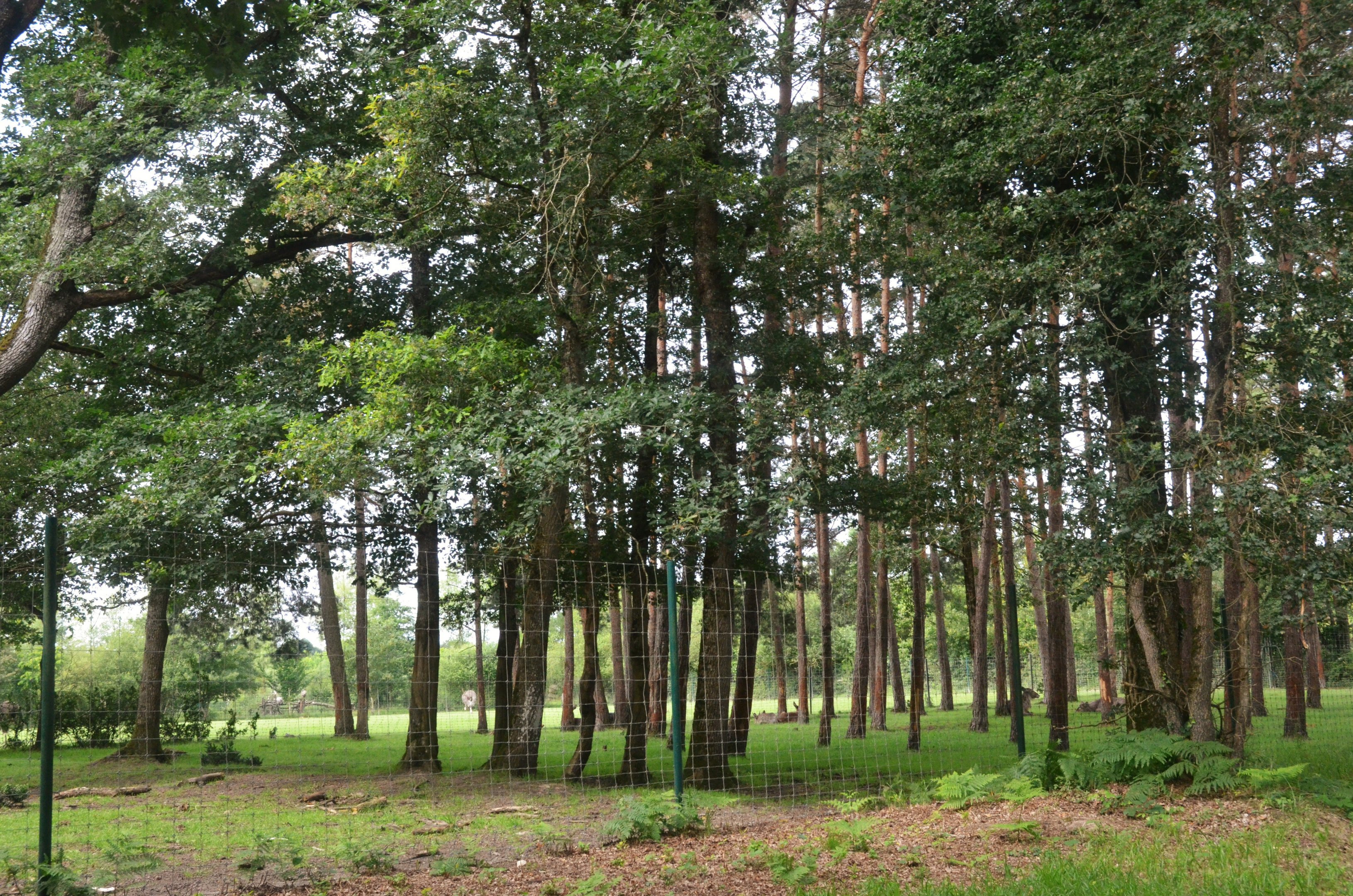 Rear of Waterbuck/Eland/Ostrich/Blesbok/Ankole Enclosure at Haute-Touche, 14/06/18