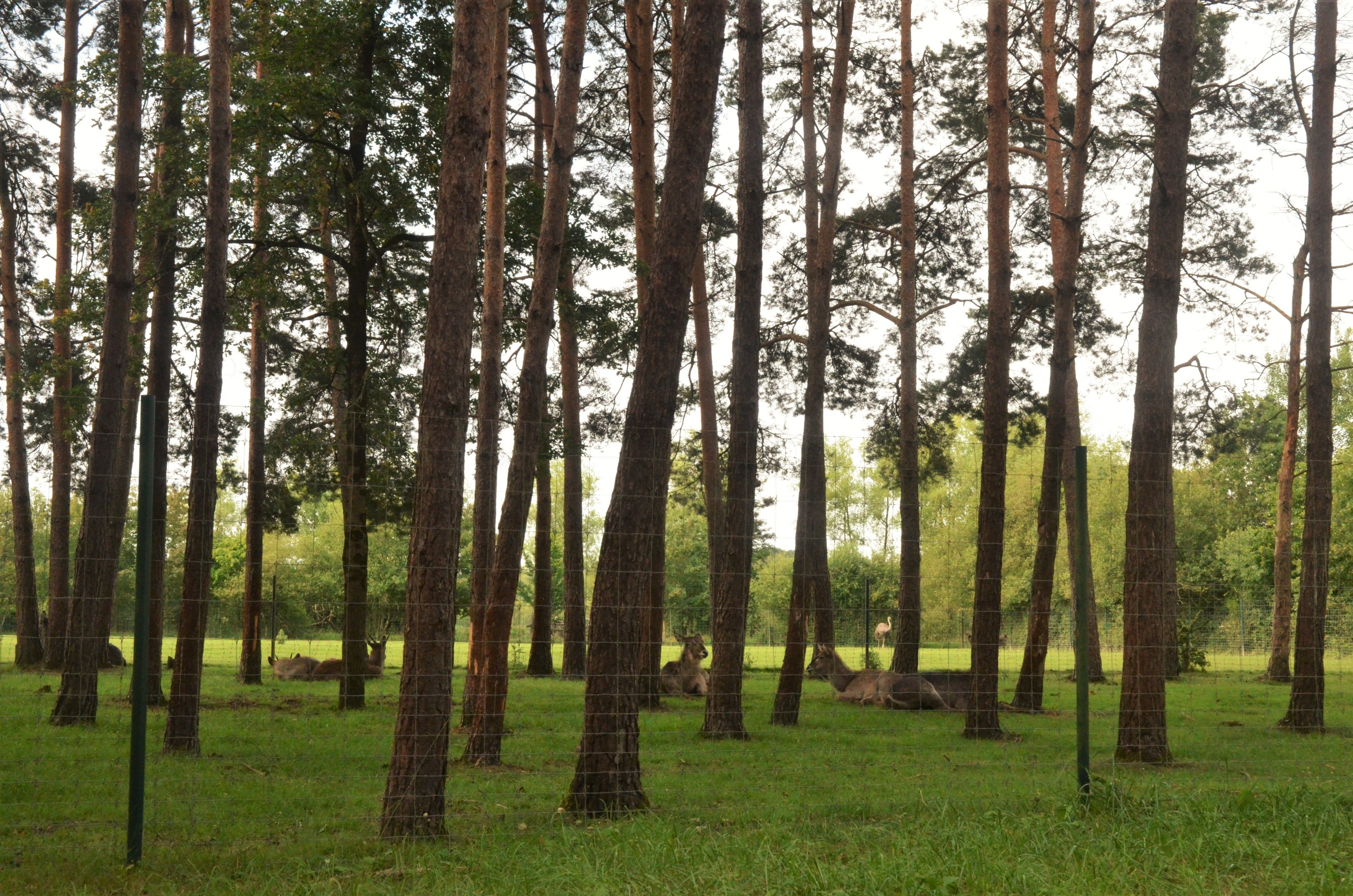 Rear of Waterbuck/Eland/Ostrich/Blesbok/Ankole Enclosure at Haute-Touche, 14/06/18