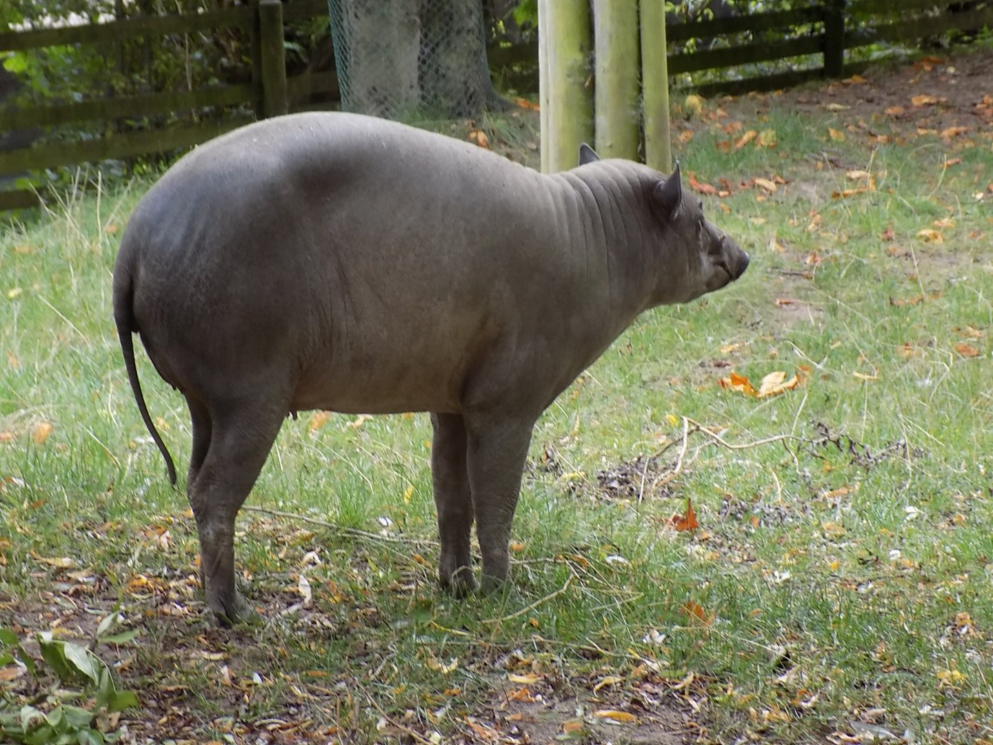 Rear Shot of a North Sulawesi Babirusa