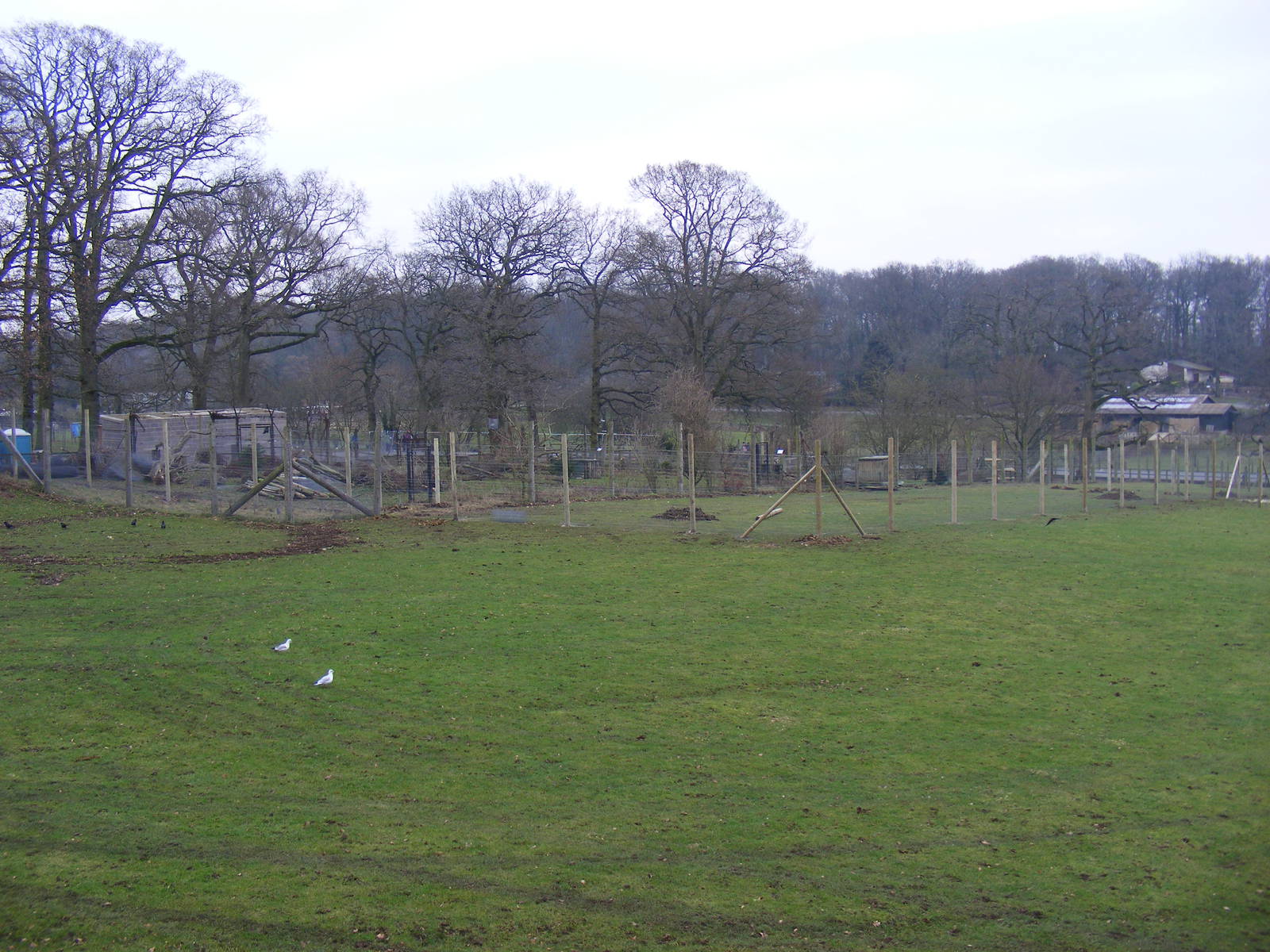 Rear view of extended cheetah enclosure at Marwell Wildlife, 29 January 201