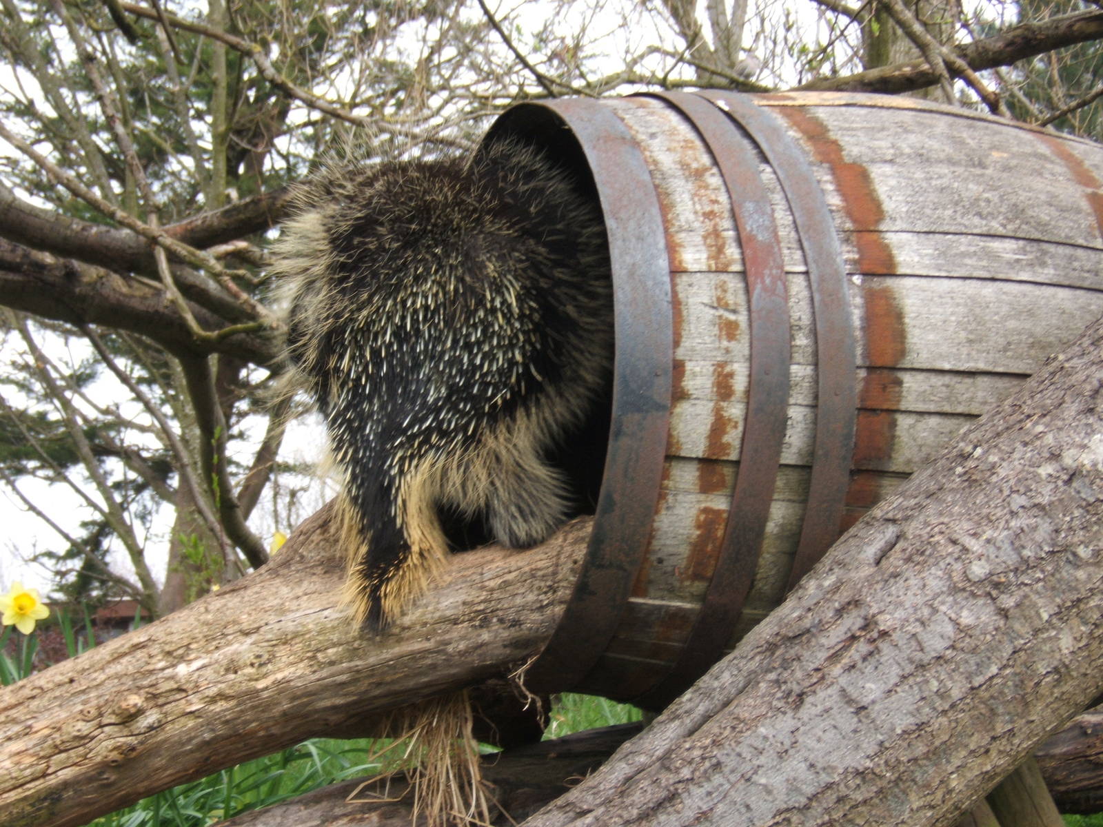 Rear view of North American Porcupine