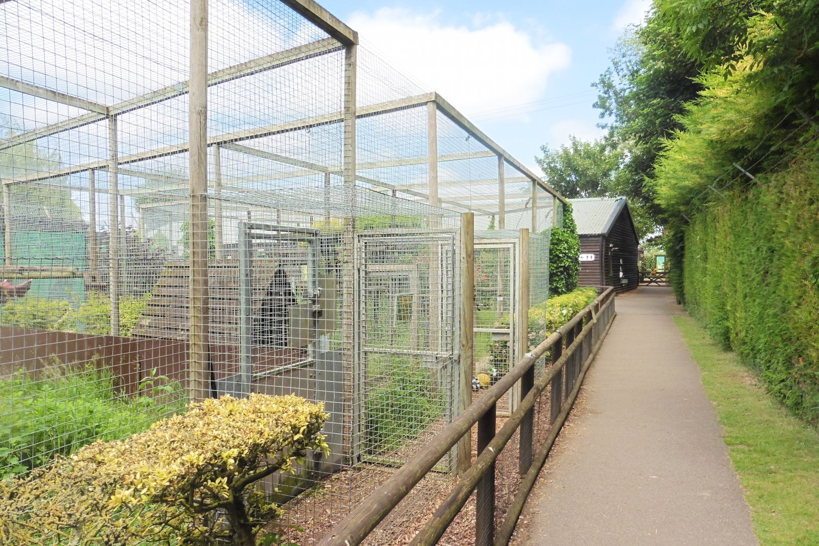 Rear view of Ocelot & Euasian Lynx enclosures