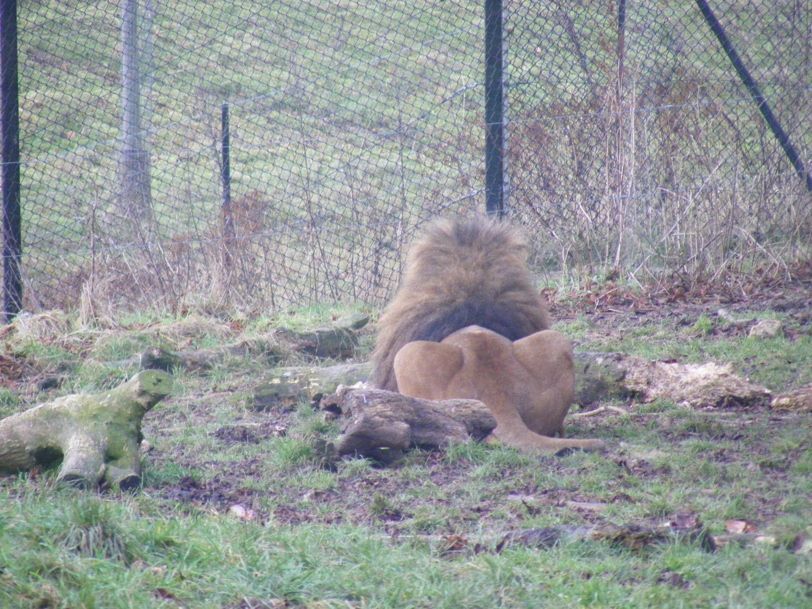 Rear view of Spike the African lion in Lions of the Serengeti exhibit at Wh