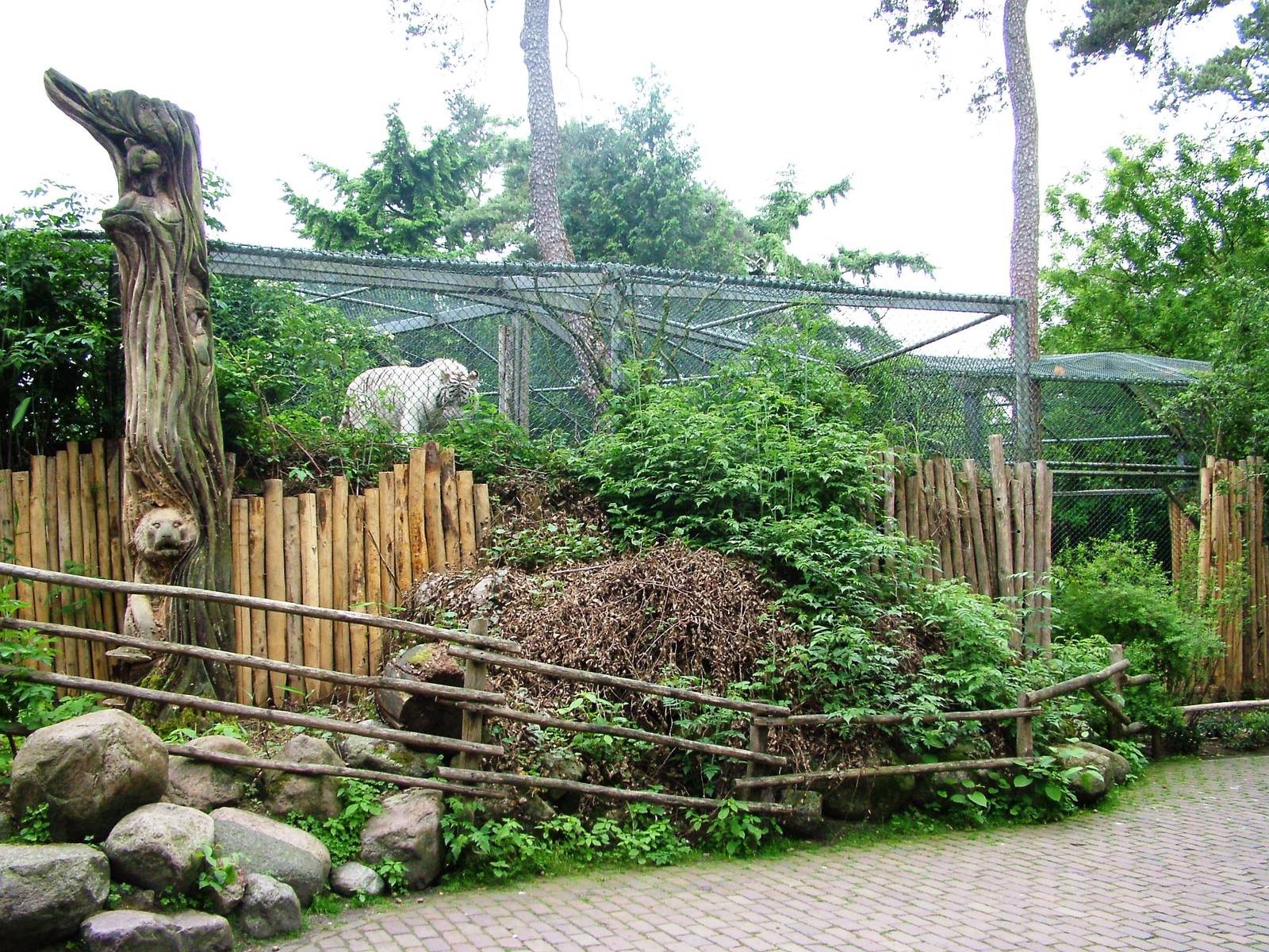 Rear View of Tiger Exhibit at Amersfoort, 01/06/12