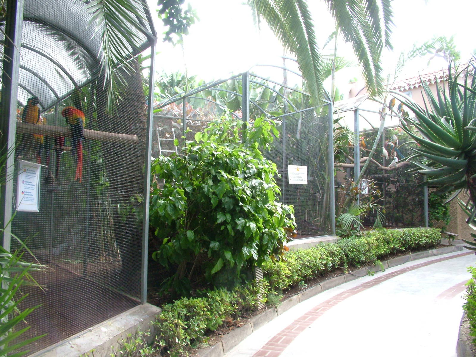 Rearing Aviaries at Loro Parque, 08/11/10