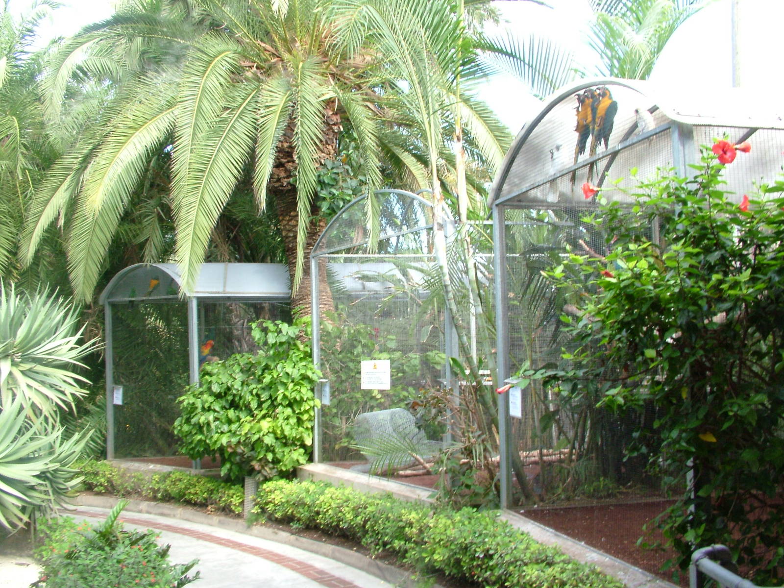 Rearing Aviaries at Loro Parque, 08/11/10