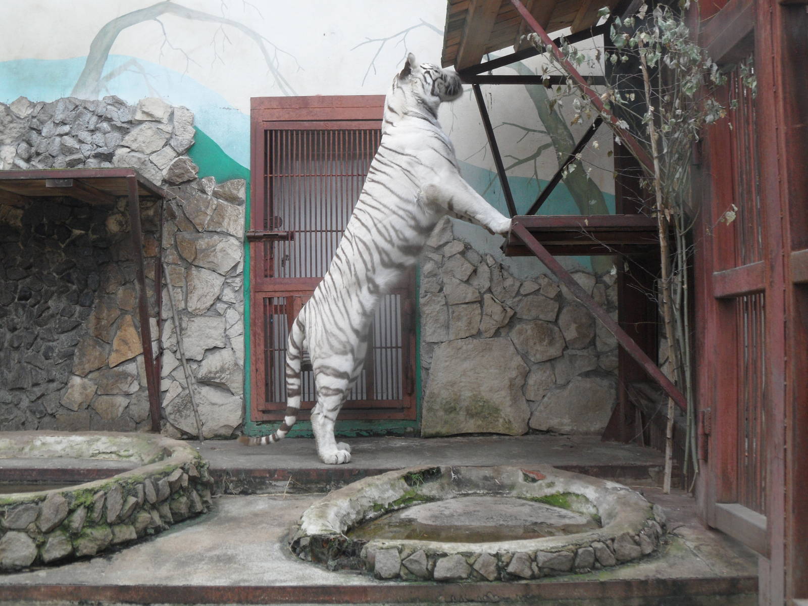 Rearing white tiger