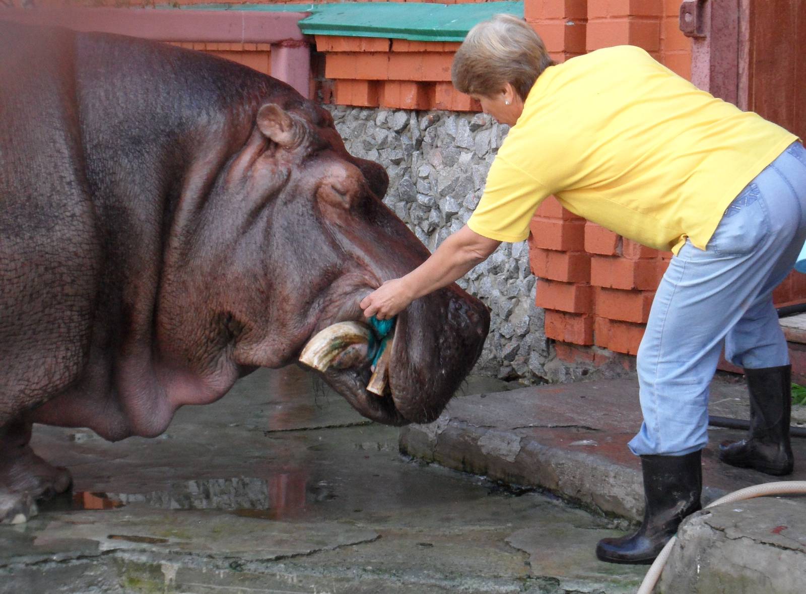 Reassuring a hippo