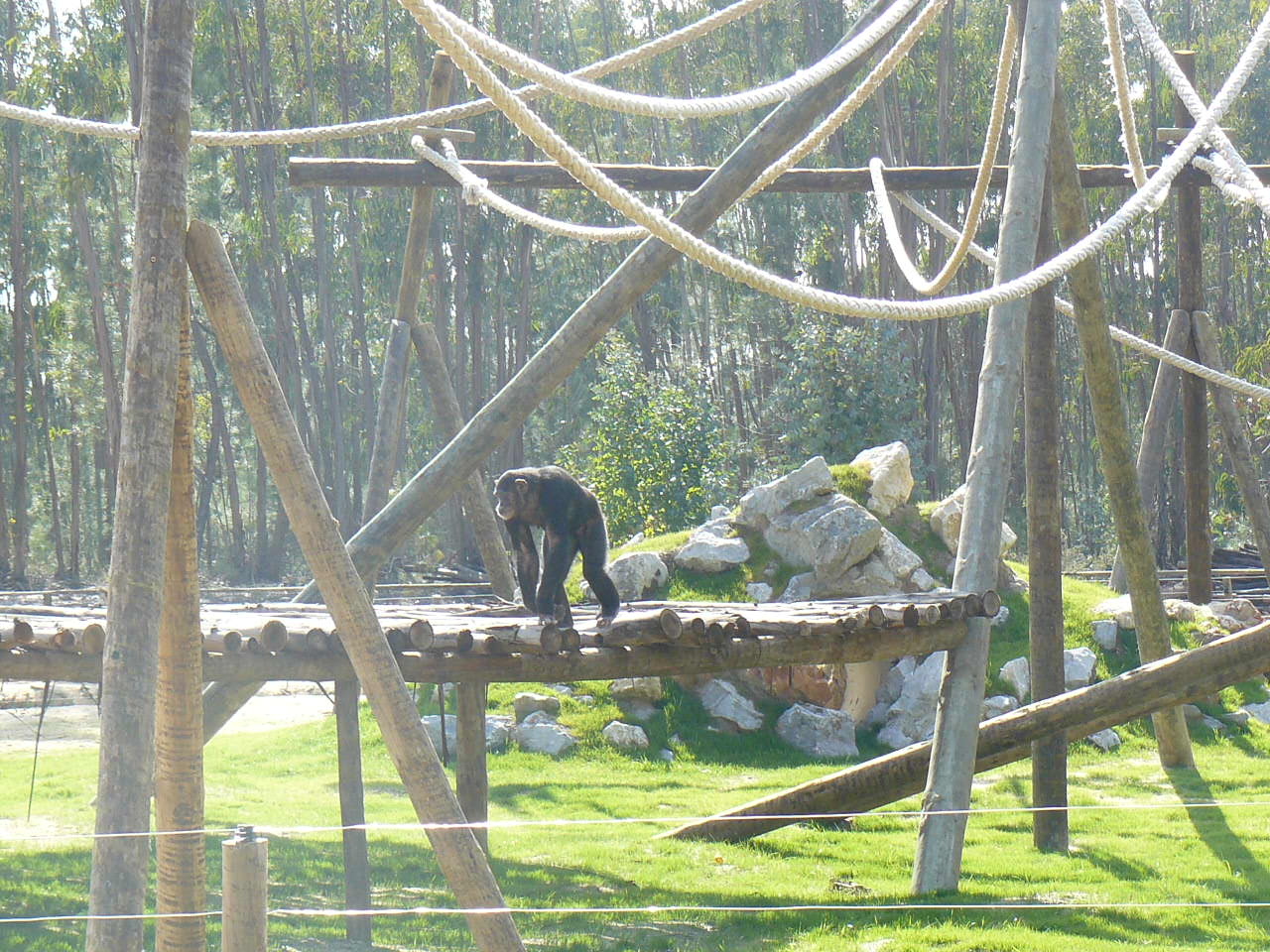 Rebeca (Chimp) at Badoca Safari Park