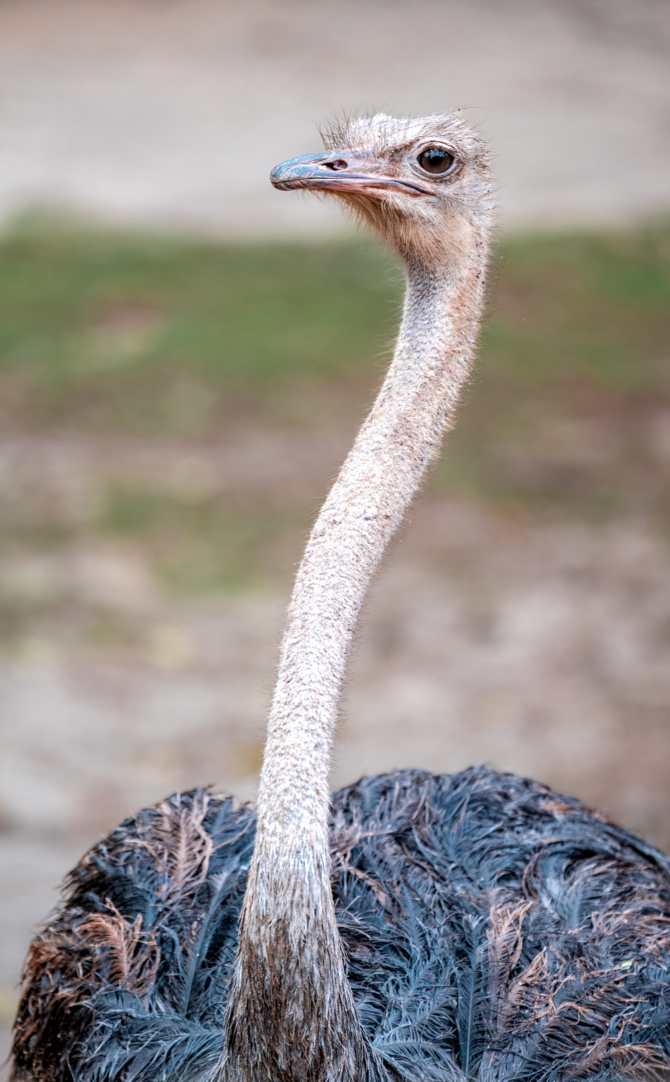 Rebecca the Somali Ostrich