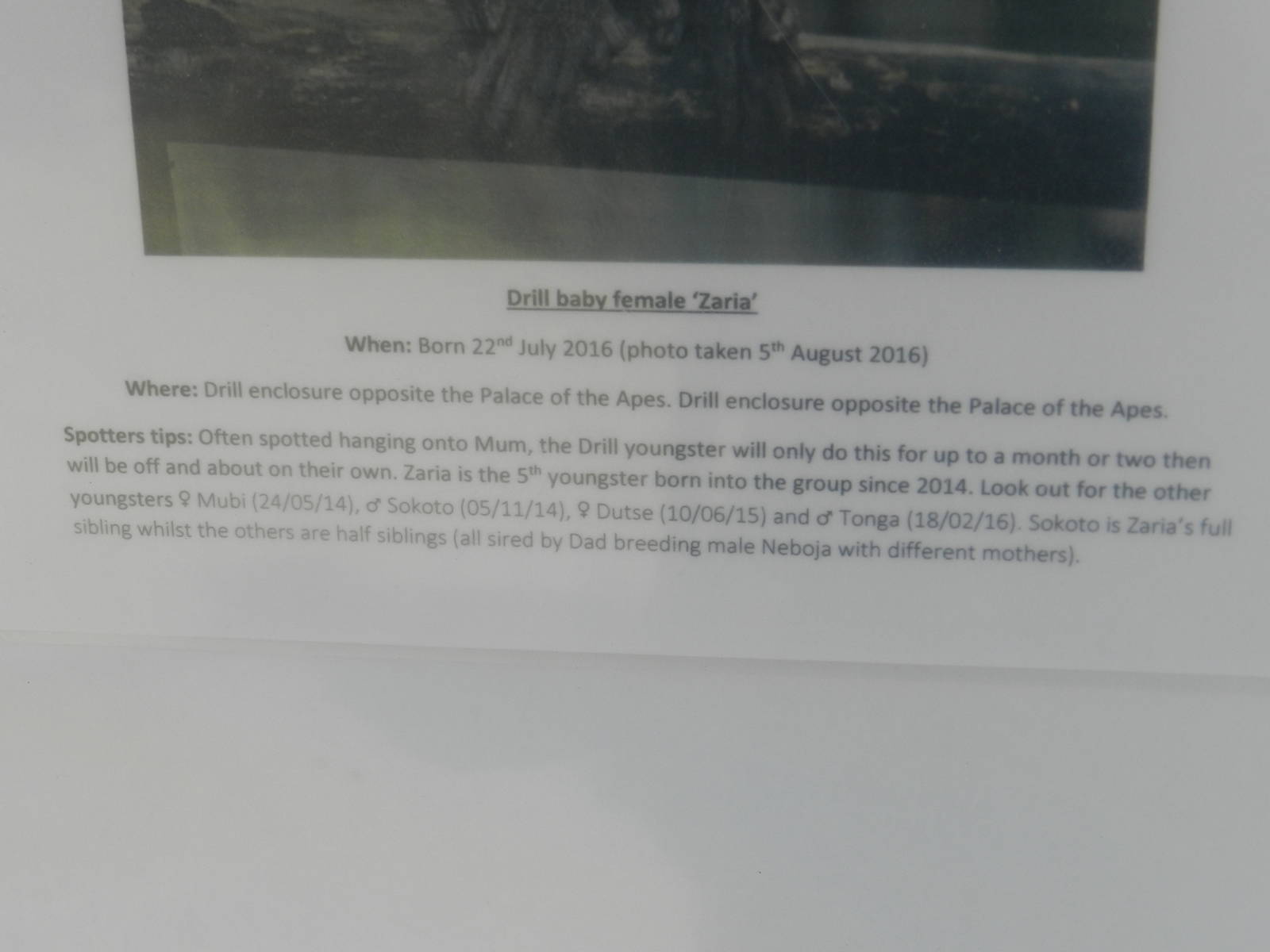 Recent Births at Port Lmypne