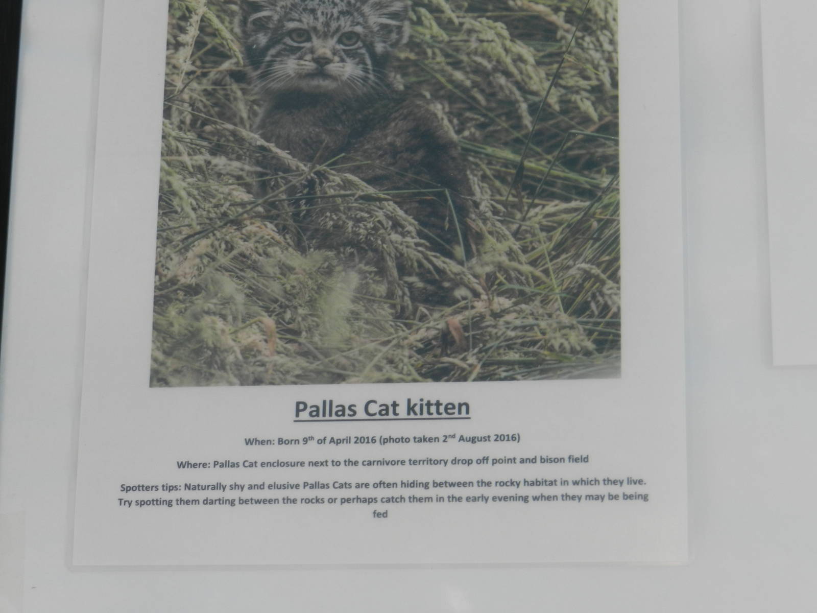 Recent Births at Port Lympne