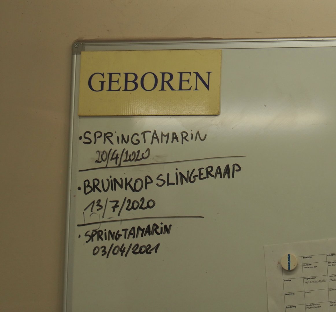 Recent births in the Small monkey house, 2021-06-12