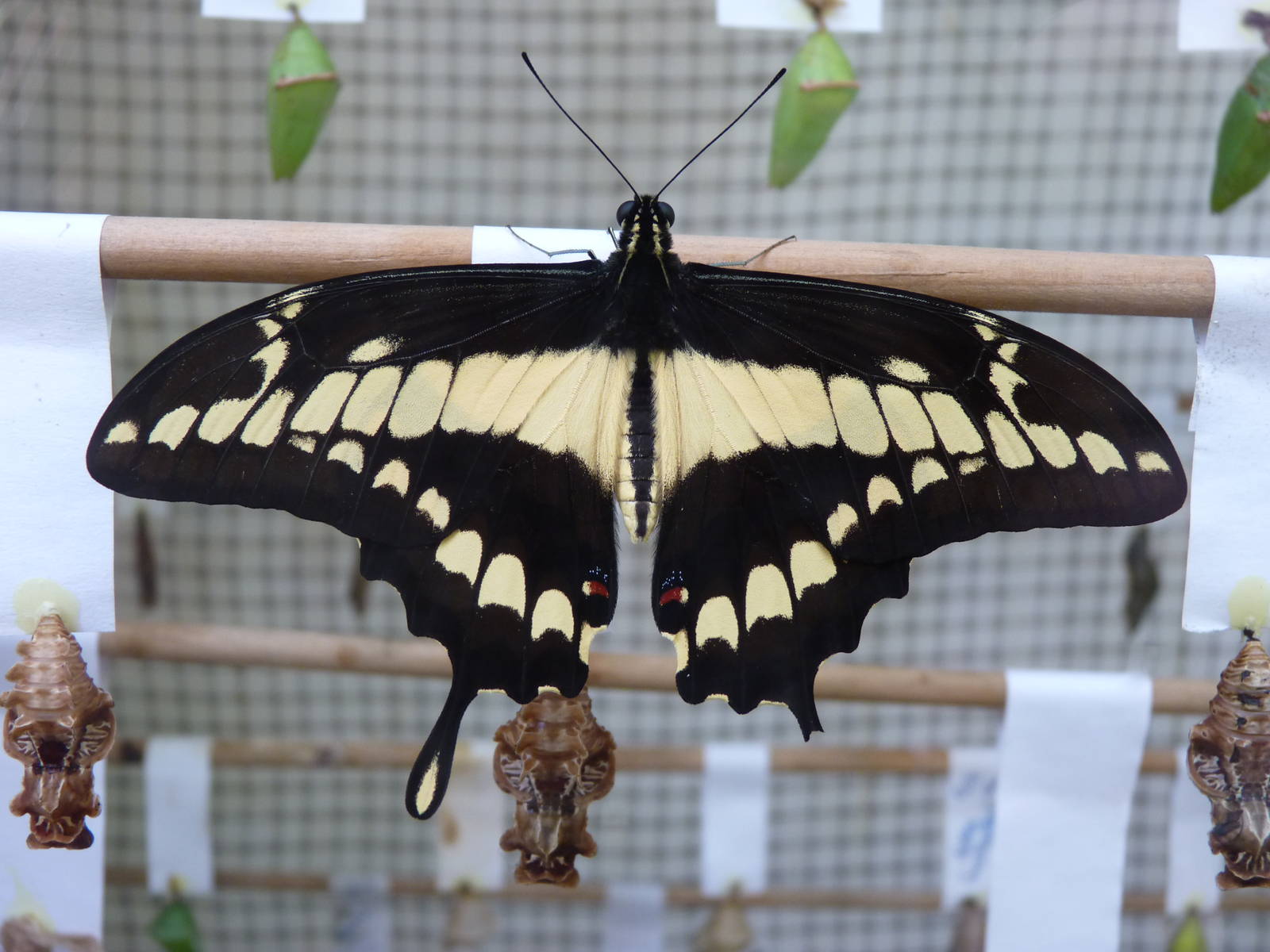 Recentley-Hatched Swallowtail