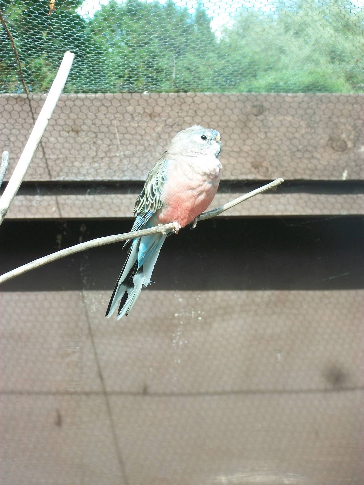 Recently arrived Bourke's Parakeet, 5th July 2014
