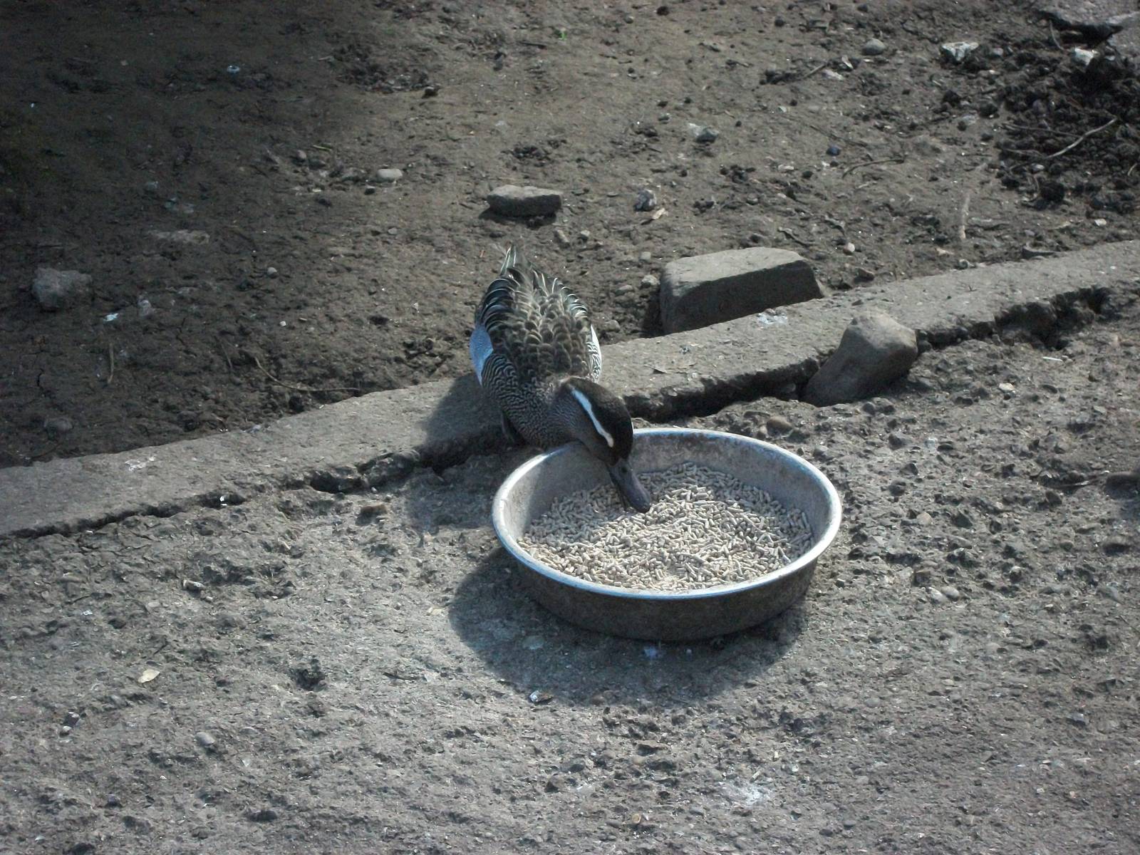 Recently arrived Garganey, 11th April 2014