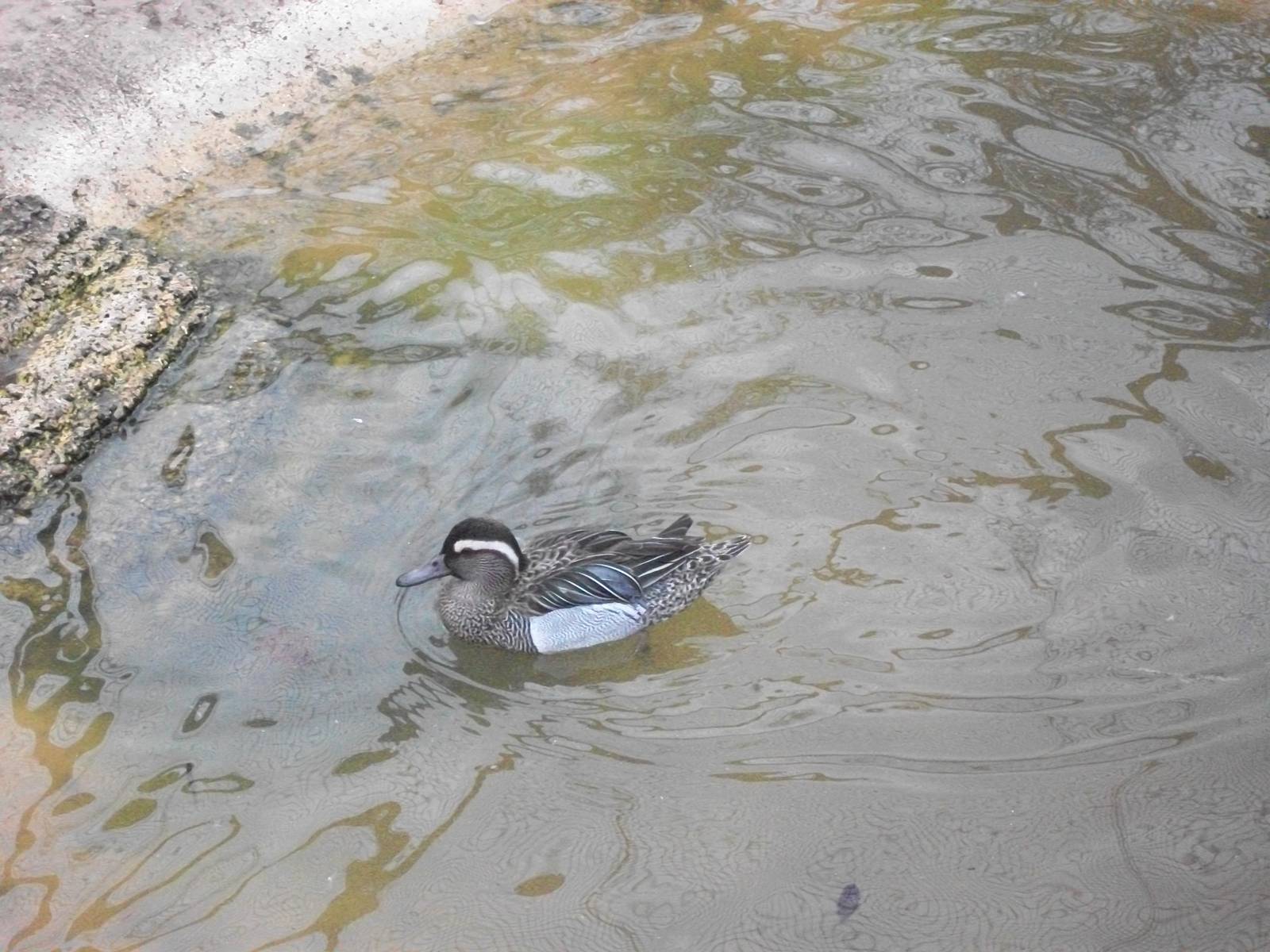 Recently arrived Garganey, 13th April 2014