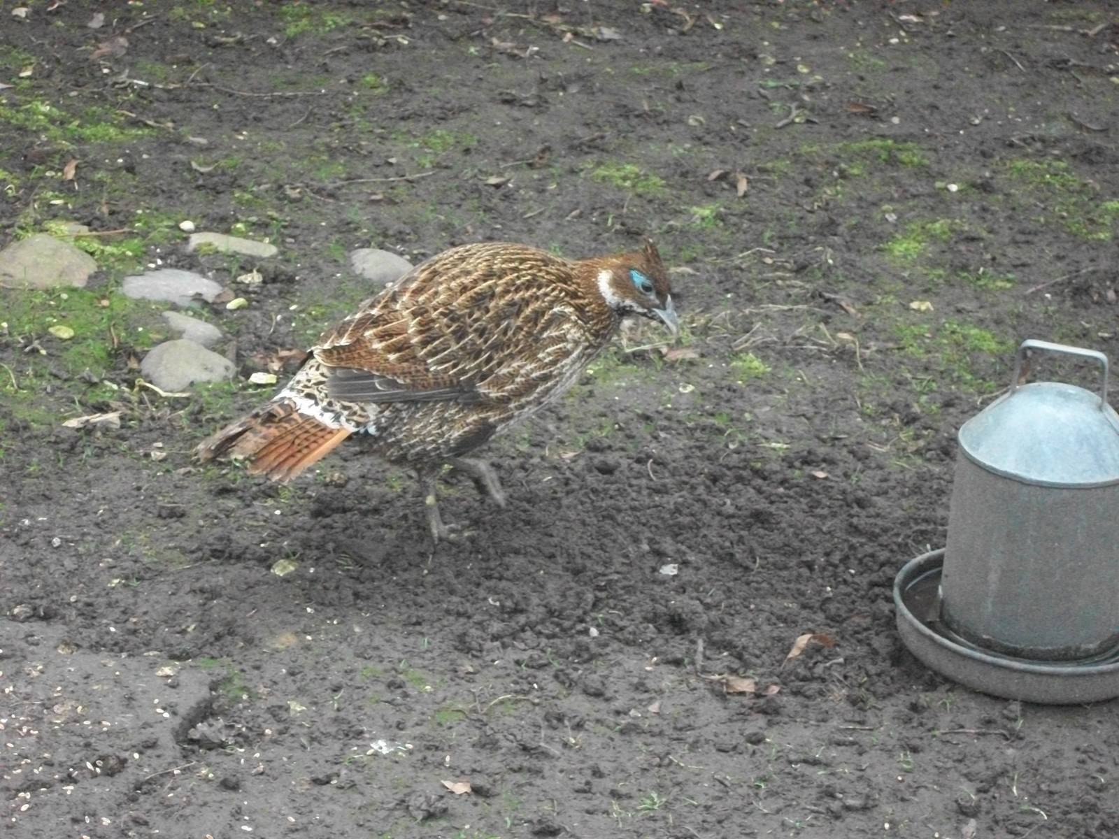 Recently arrived Himalayan Monal, 29th March 2014