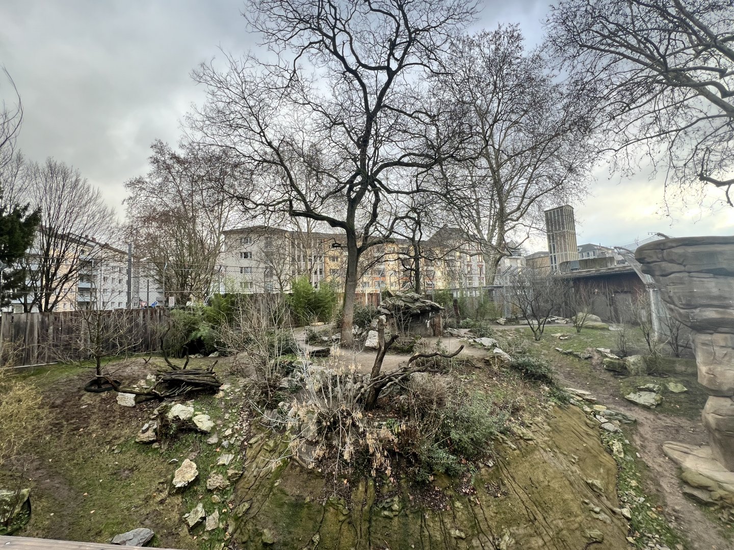 Recently enlarged Asiatic Lion Outdoor Enclosure