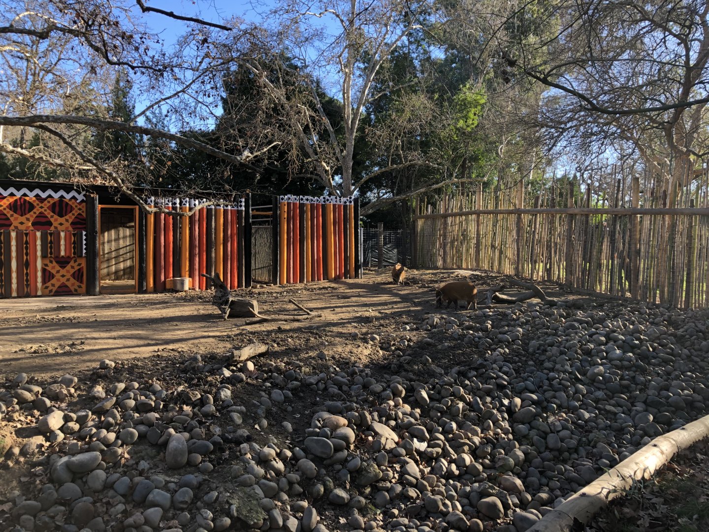 Recently enlarged red river hog exhibit