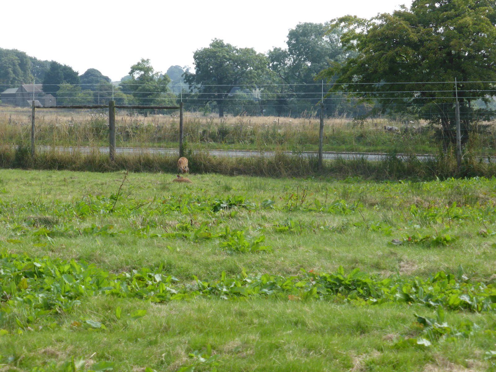 Recently fenced area .