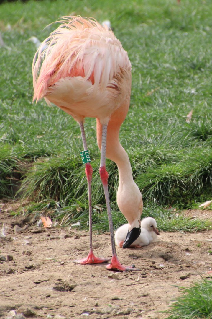 Recently hatched flamingo chick - September 2018
