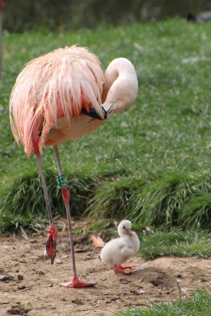 Recently hatched flamingo chick - September 2018