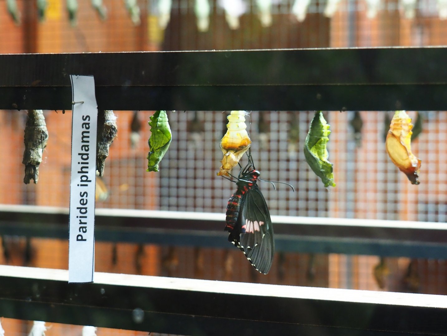 Recently hatched Parides iphidamas (Nov 10th, 2018)