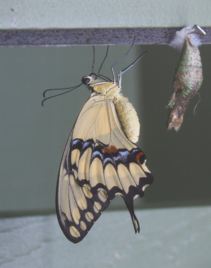 Recently hatched Thoas swallowtail (Papilio thoas), 2020-09-20