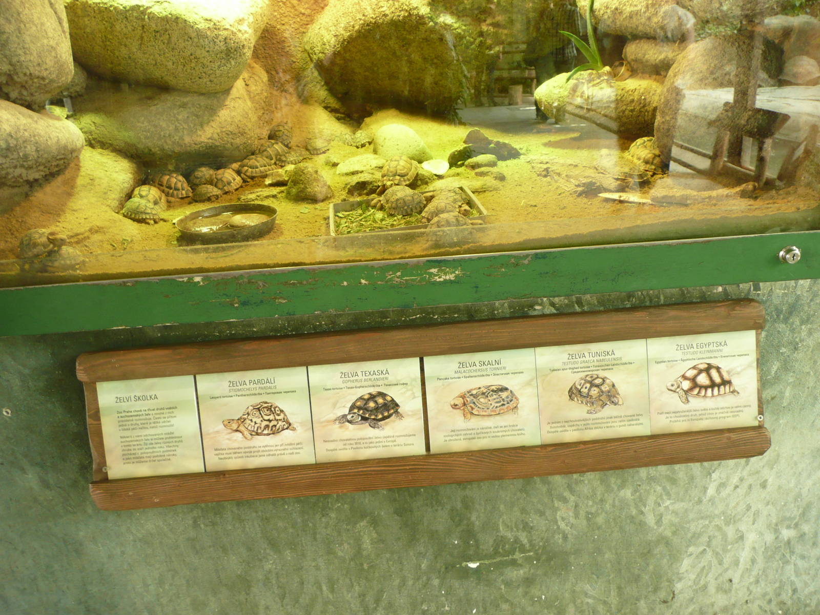 Recently hatched tortoises of 5 species