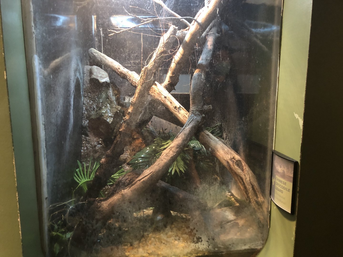 Recently renovated Chinese crocodile exhibit