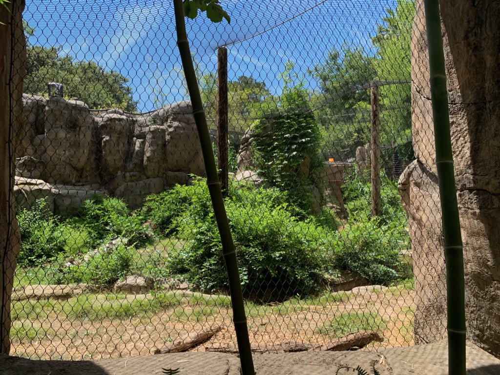 Recently renovated jaguar exhibit