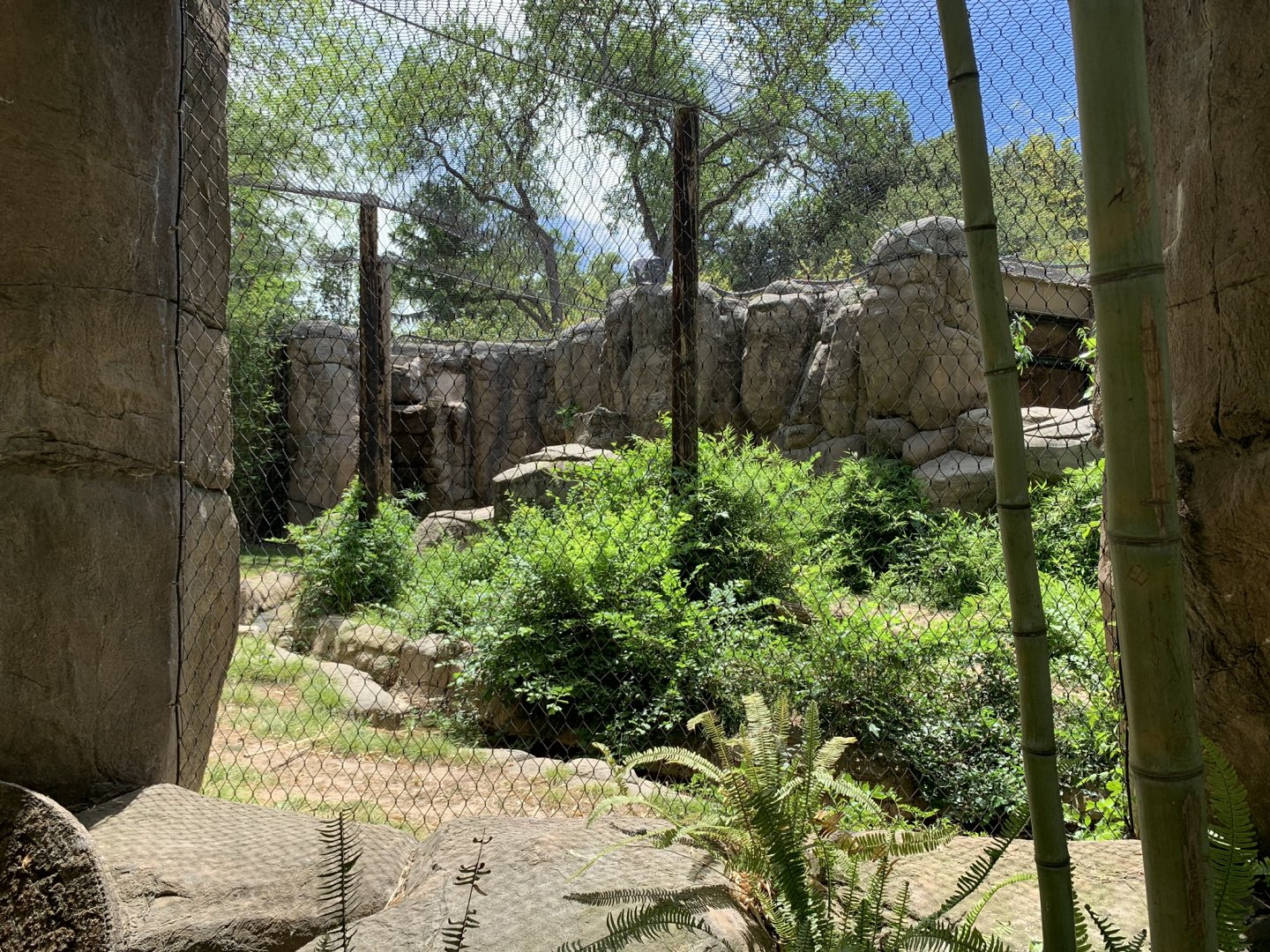 Recently renovated jaguar exhibit