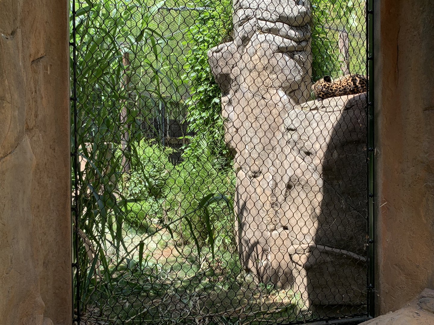 Recently renovated jaguar exhibit