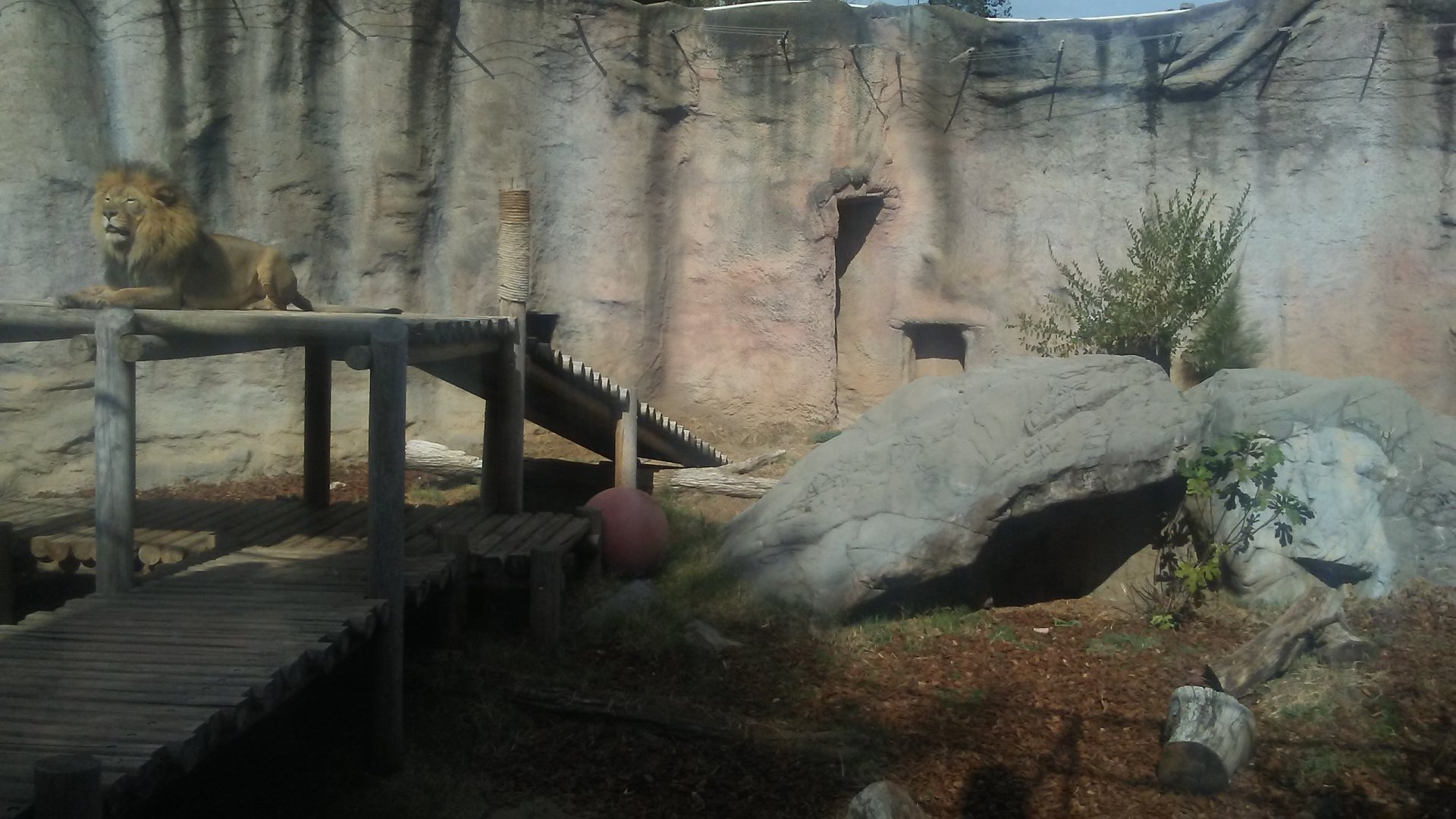 Recently renovated lion exhibit