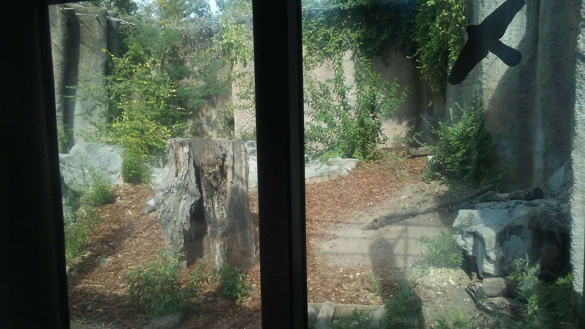 Recently renovated lion exhibit