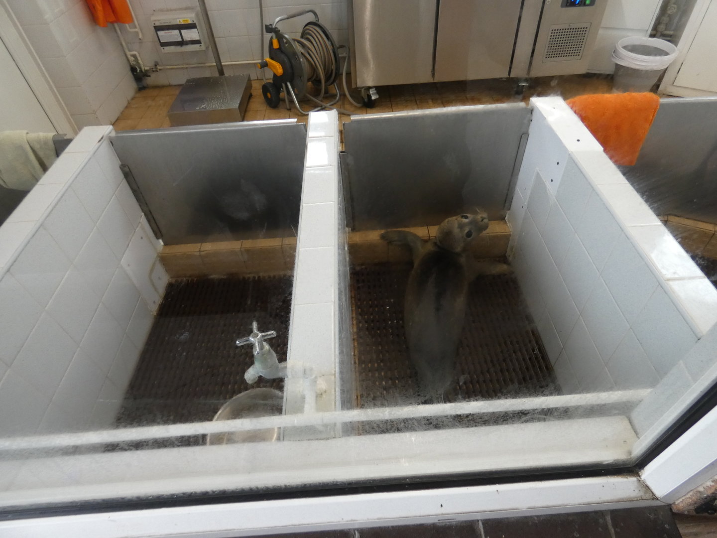 Recently rescued harbour seal pup