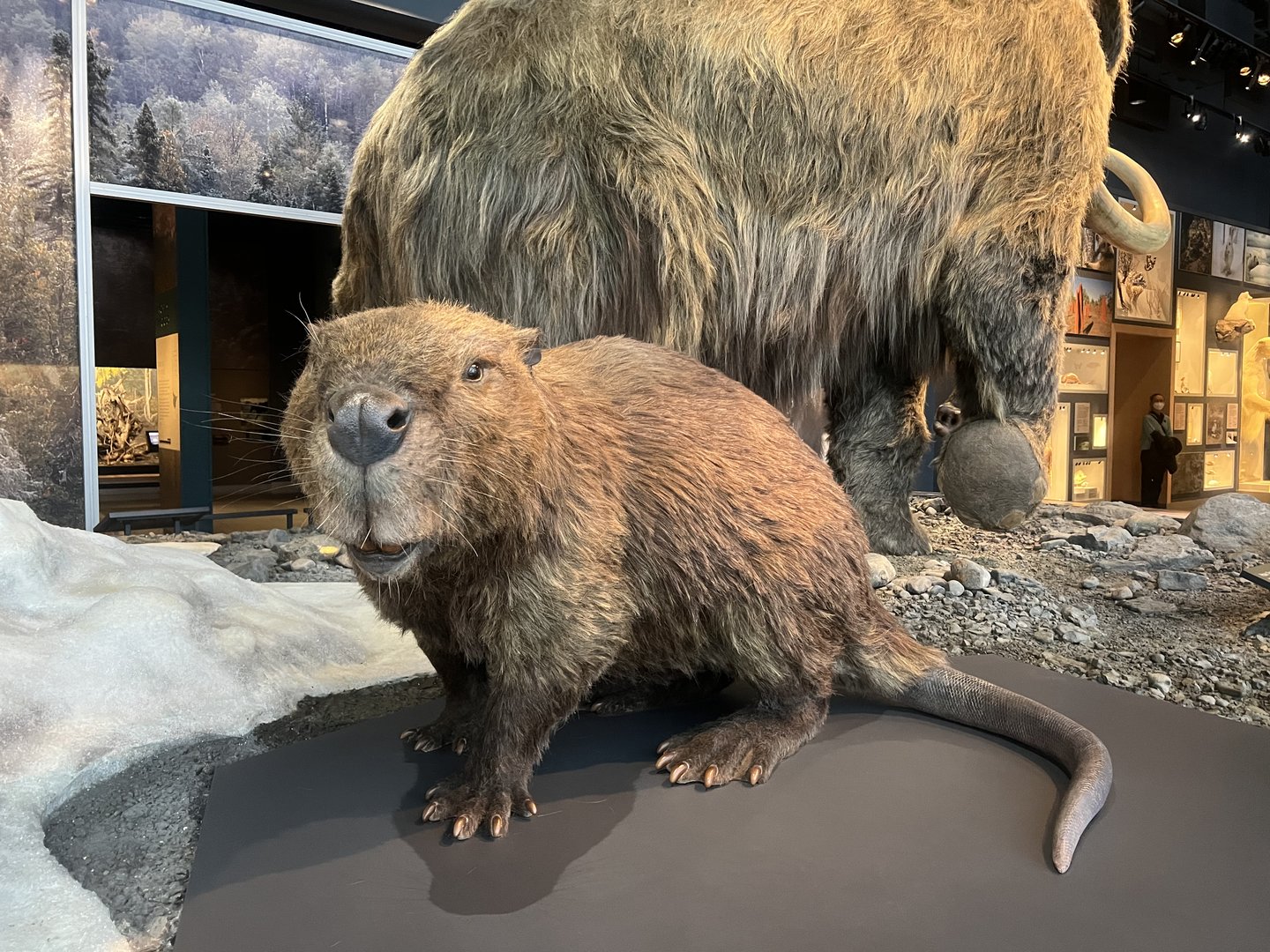 Reconstructed Giant Beaver