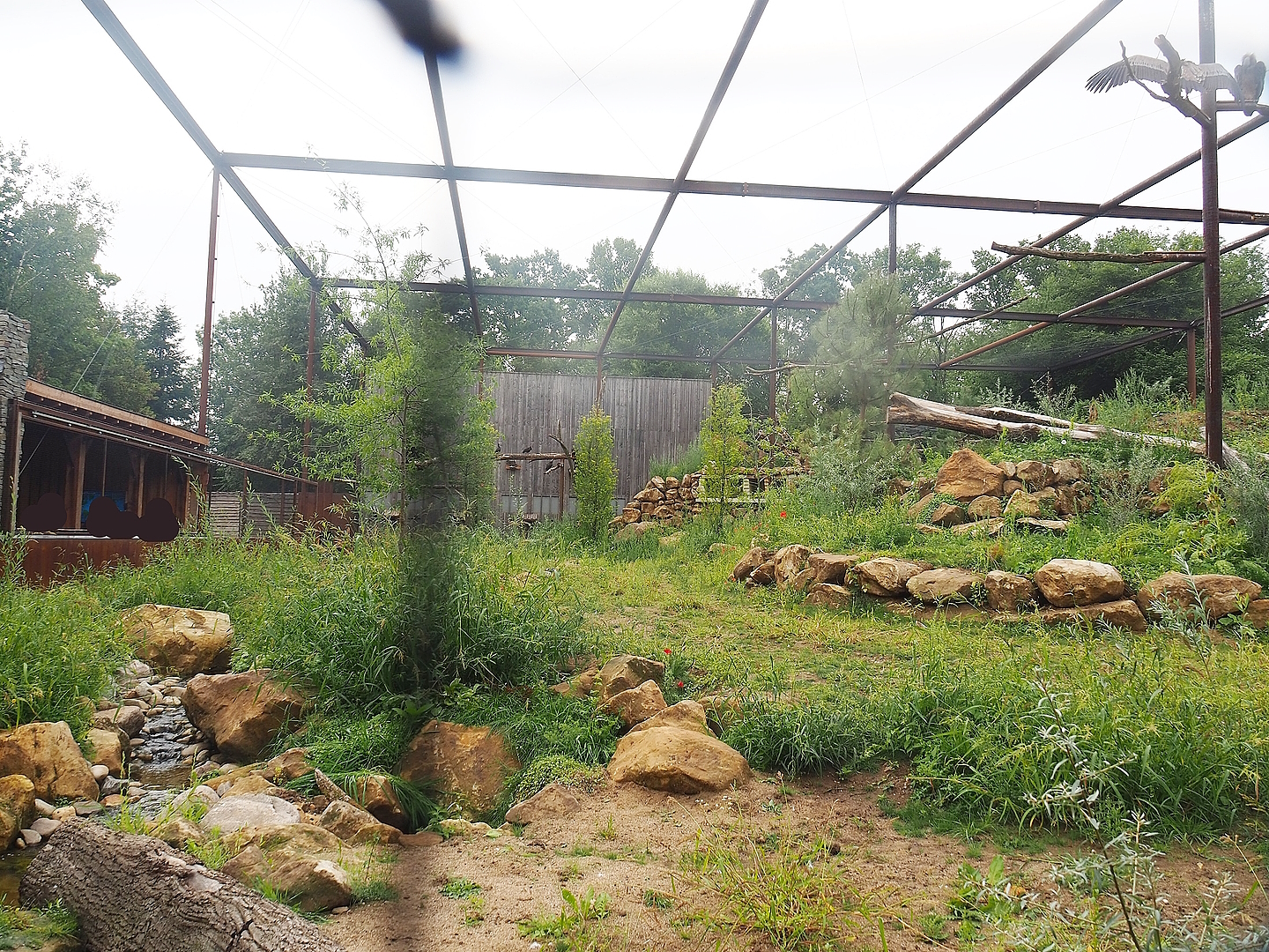 Reconstructed Taiga aviary, 2022-08-20