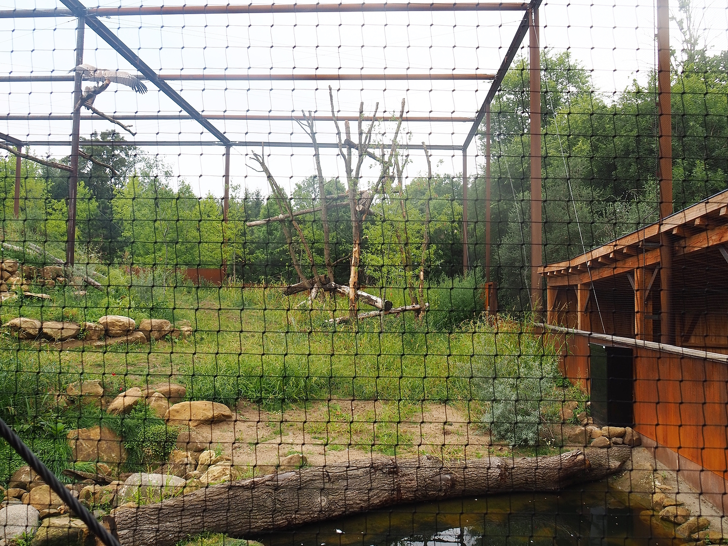 Reconstructed Taiga aviary, 2022-08-20
