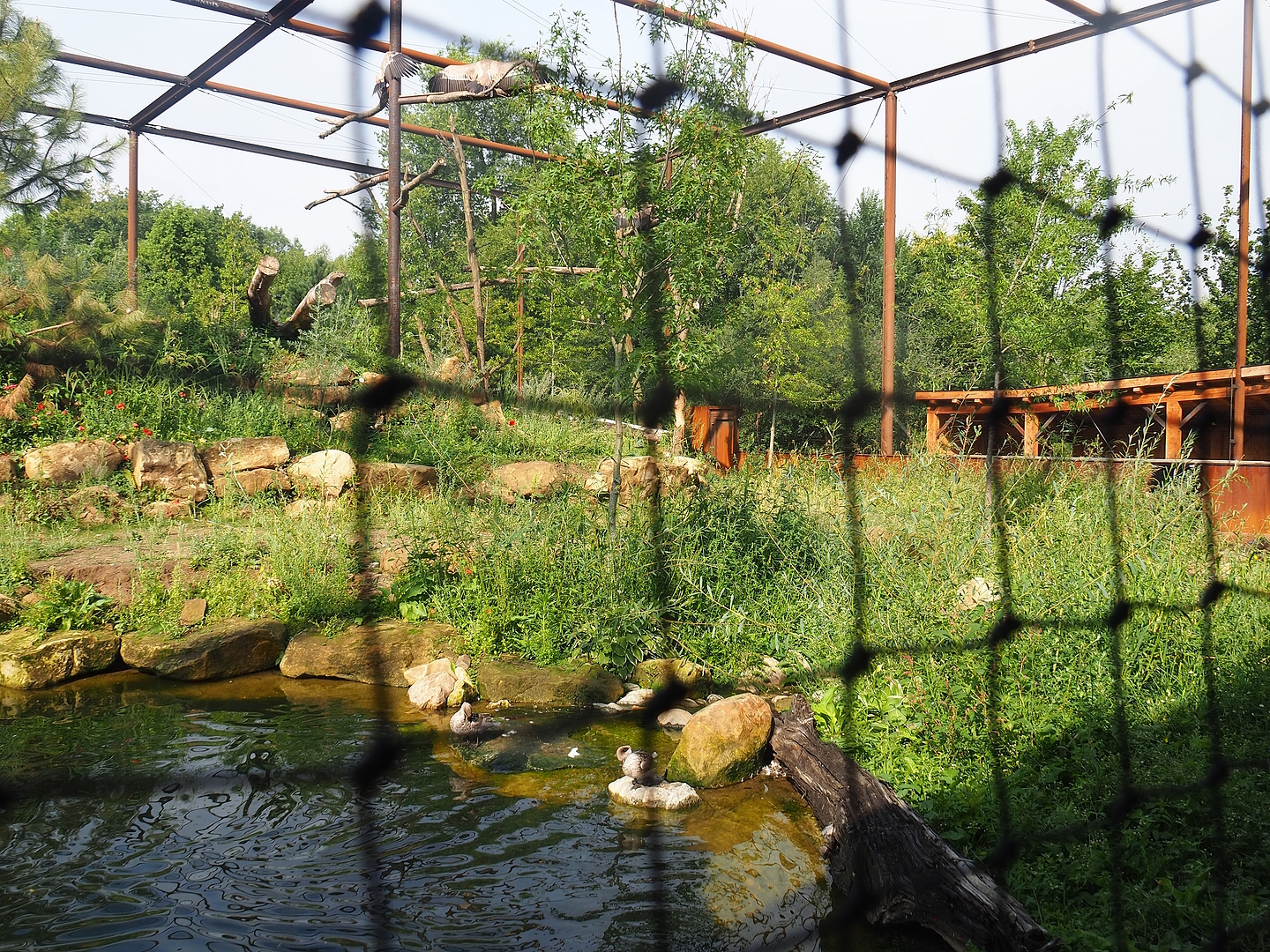 Reconstructed Taiga aviary, 2022-08-20