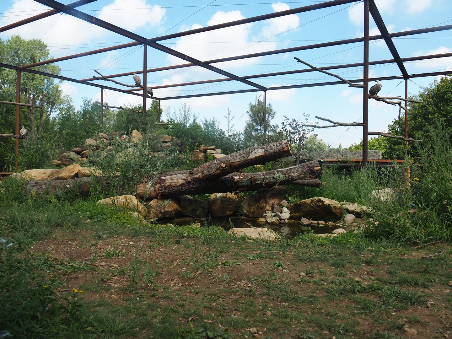 Reconstructed Taiga aviary - View from smaller viewing shelter, 2022-08-20
