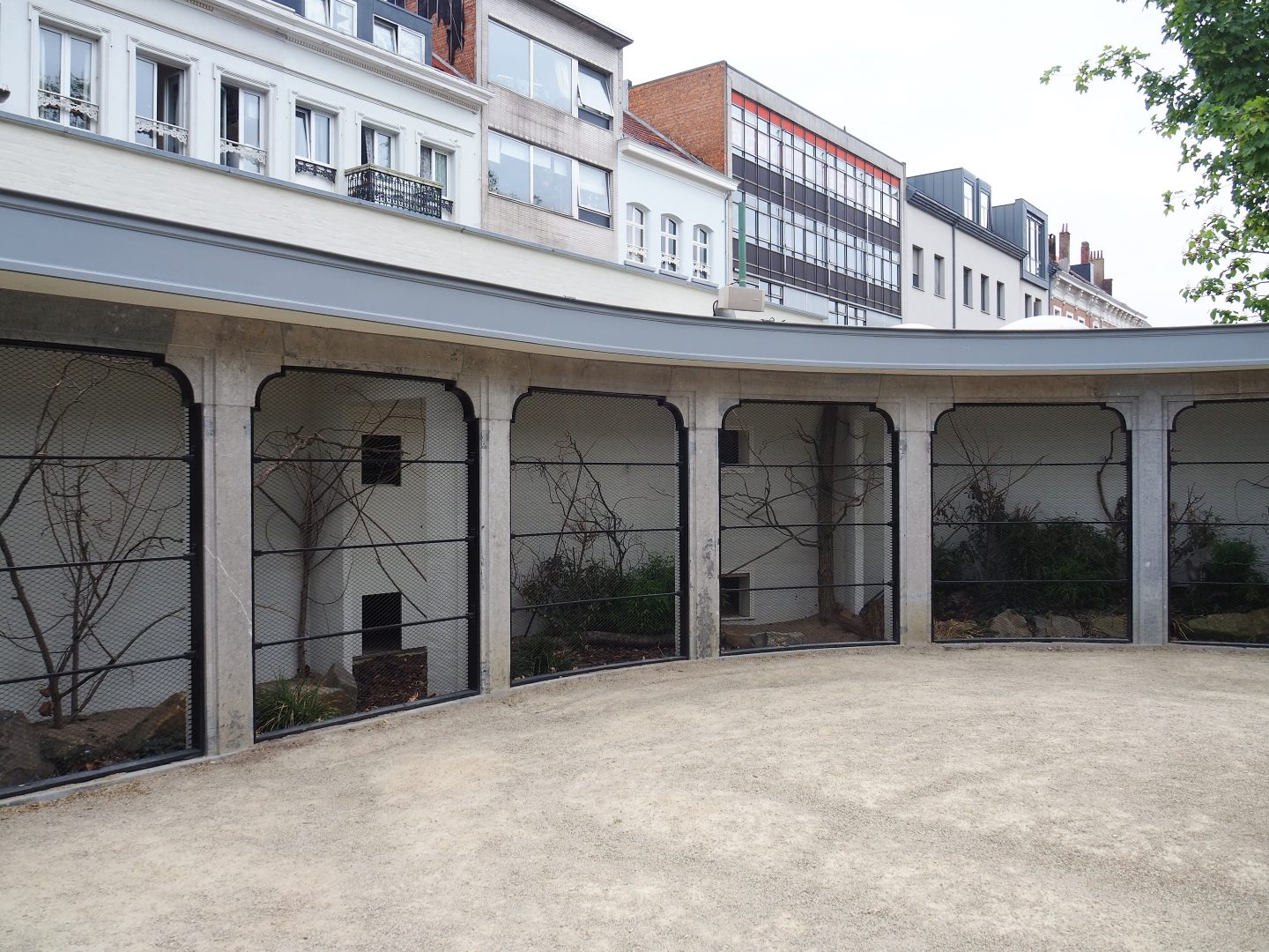 Reconstruction of 1856 raptor aviaries as parrot aviaries - Aviary California quail and Grey-breasted conure, 2020-05-24