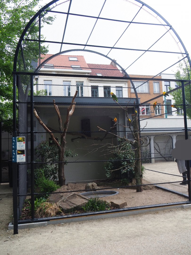 Reconstruction of 1856 raptor aviaries as parrot aviaries - Aviary Double-yellow headed amazon and sun conure, 2020-05-24