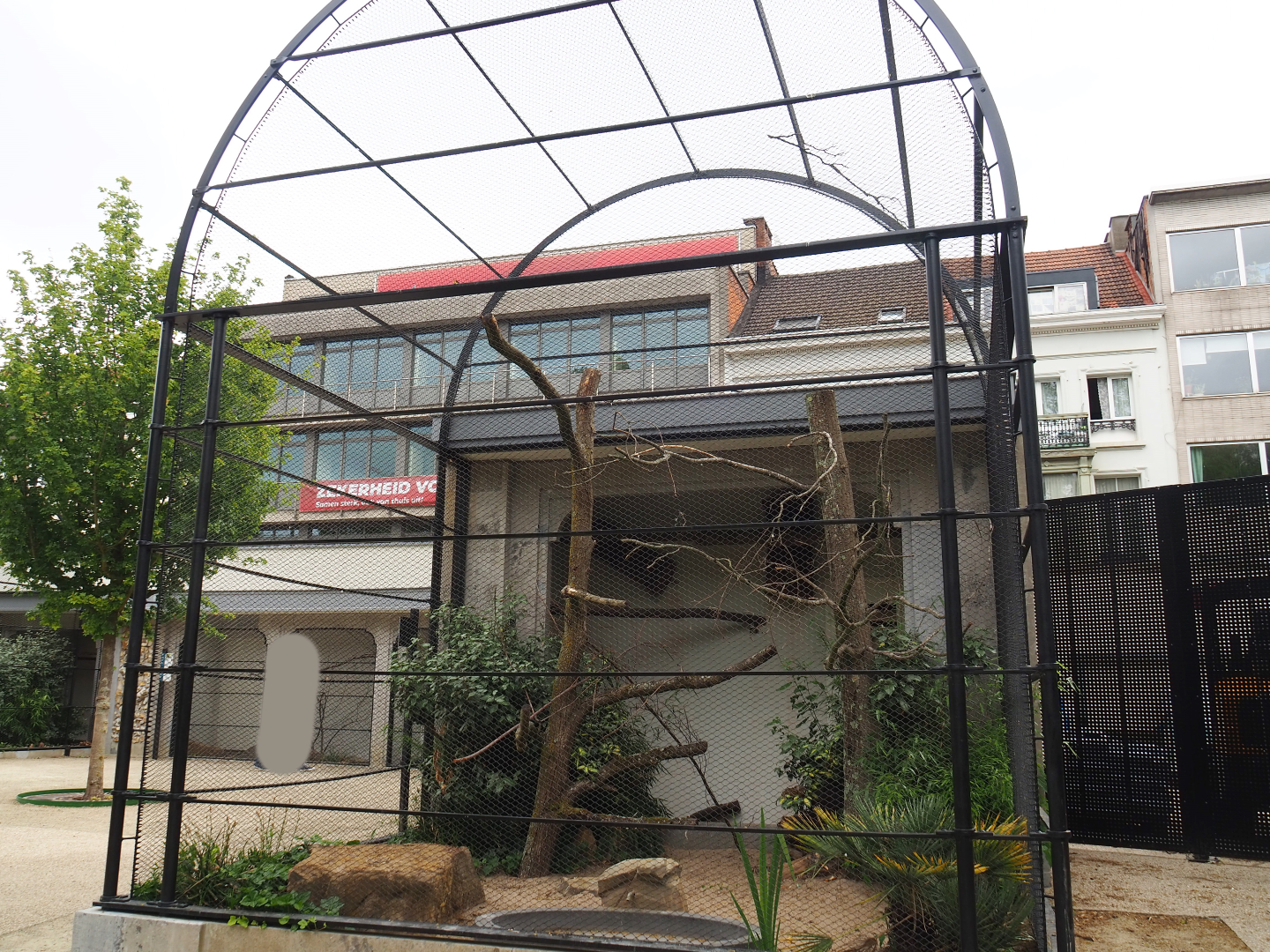 Reconstruction of 1856 raptor aviaries as parrot aviaries - Aviary Lilacine amazon, 2020-05-24