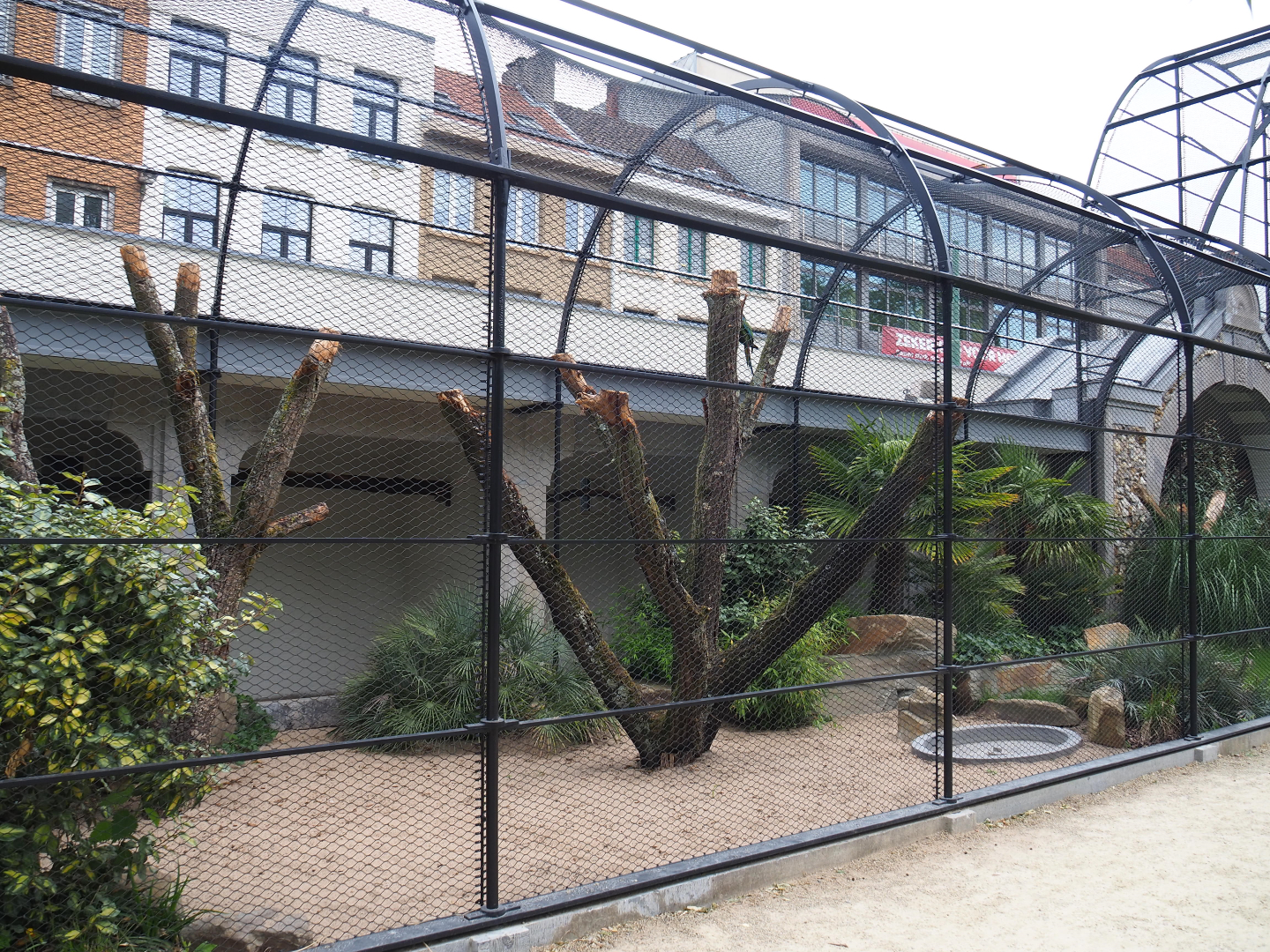 Reconstruction of 1856 raptor aviaries as parrot aviaries - Mixed macaw aviary, 2020-05-24